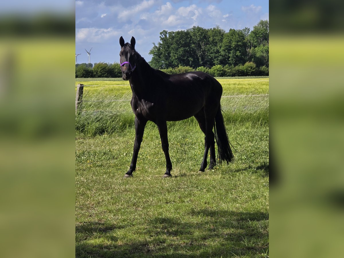 Westphalian Mare 14 years 16 hh Bay-Dark in Sendenhorst
