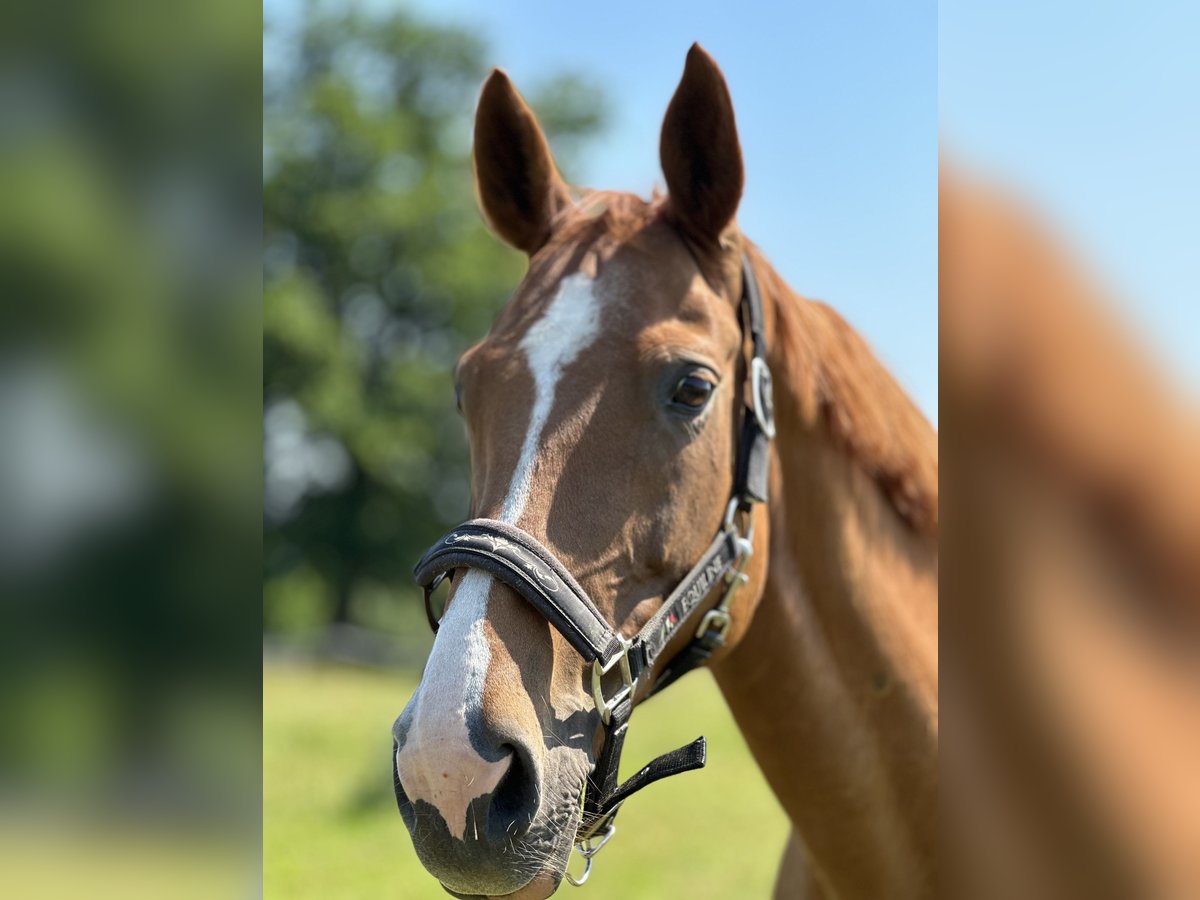 Westphalian Mare 14 years 16 hh Chestnut-Red in Bad Eilsen