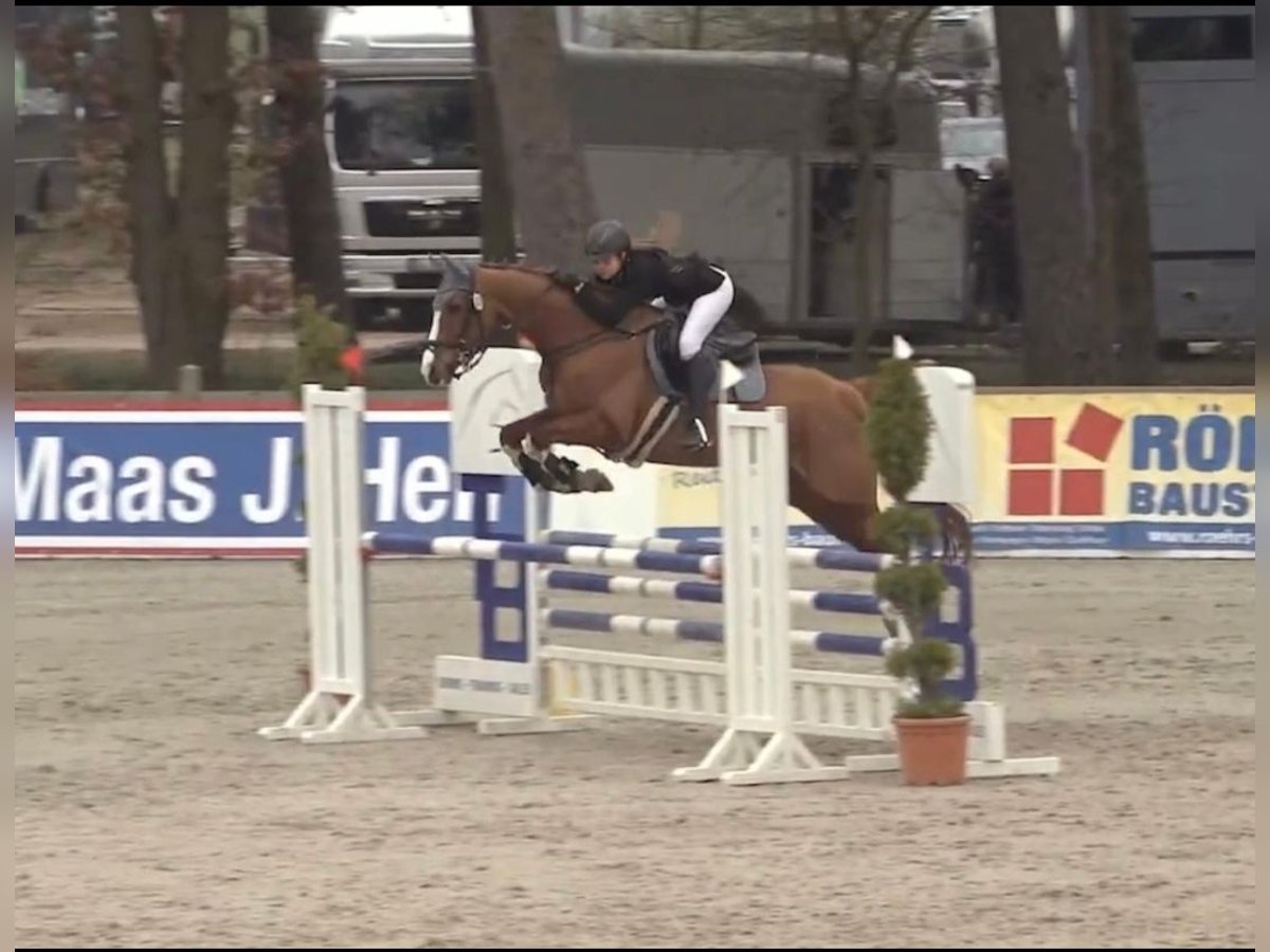 Westphalian Mare 14 years 16 hh Chestnut-Red in Winsen (Aller)