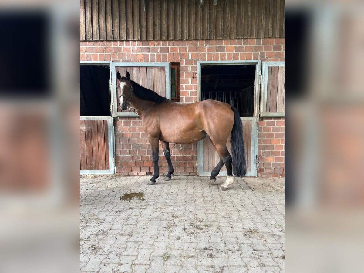 Westphalian Mare 14 years 16,1 hh Brown in Heinsberg