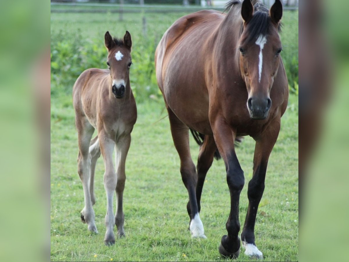 Westphalian Mare 14 years 16,1 hh Brown in Delbr&#xFC;ck