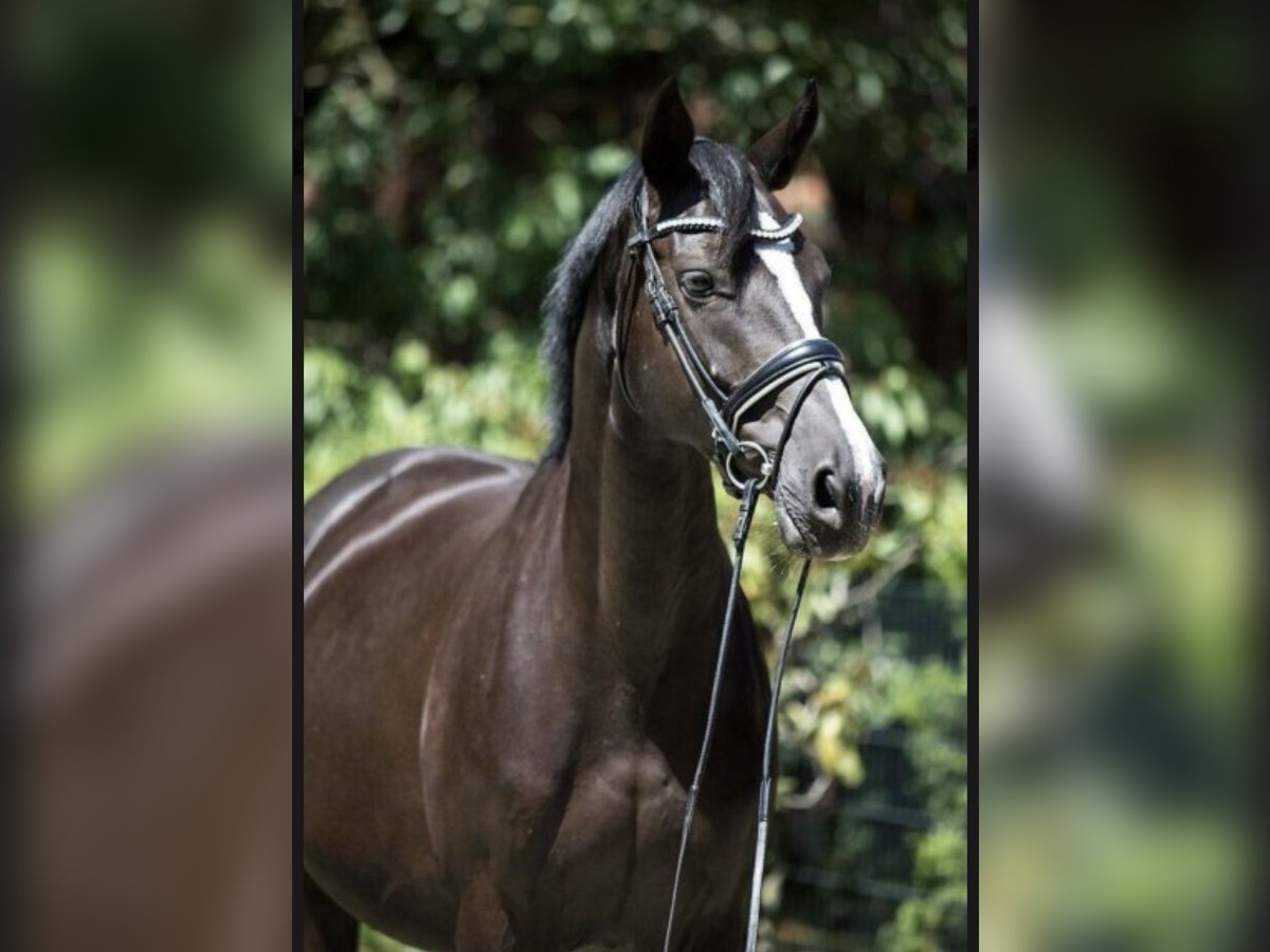 Westphalian Mare 14 years 16,2 hh Black in M&#xF6;nchengladbach