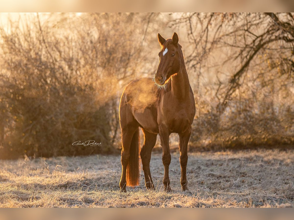 Westphalian Mare 14 years 16,2 hh Chestnut-Red in Twistetal Westphalian Mare 14 years 16,2 hh Chestnut-Red in Twistetal