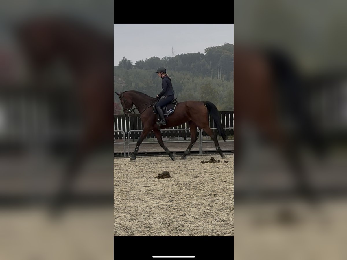 Westphalian Mare 14 years 17 hh Brown in Arnsberg