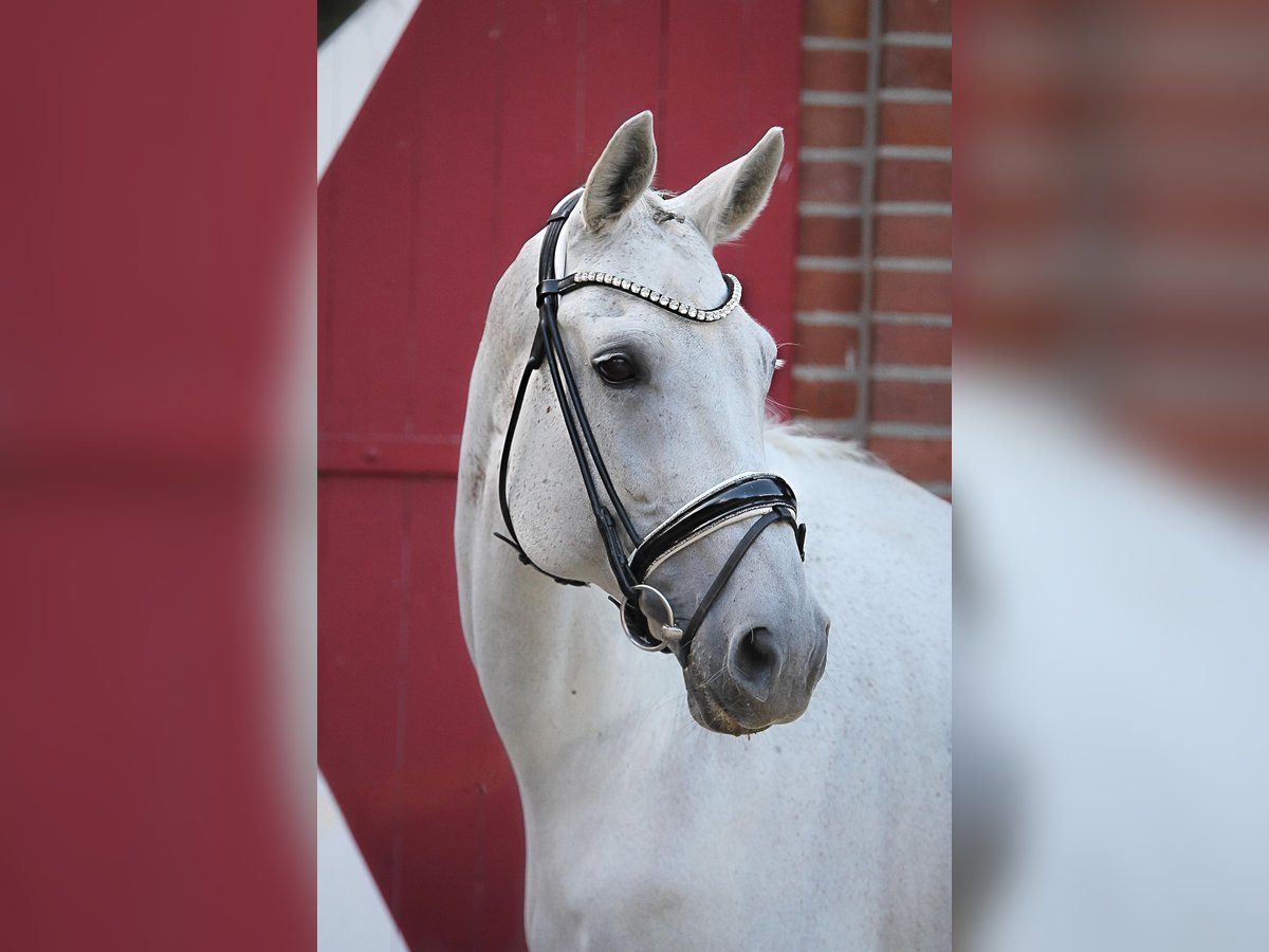 Westphalian Mare 14 years 17 hh Grey in Ennigerloh