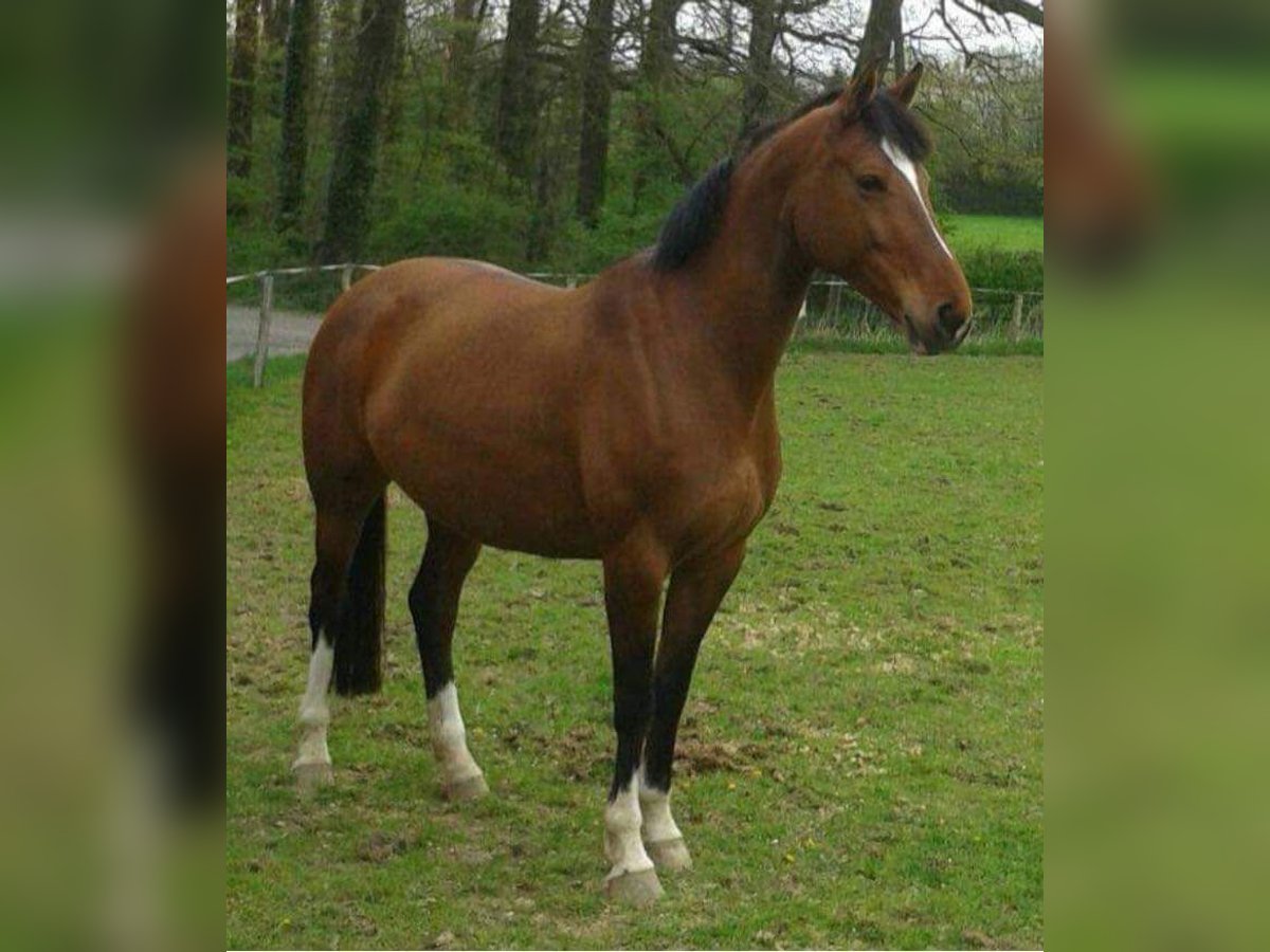 Westphalian Mare 15 years 16,1 hh Brown in Schmalkalden