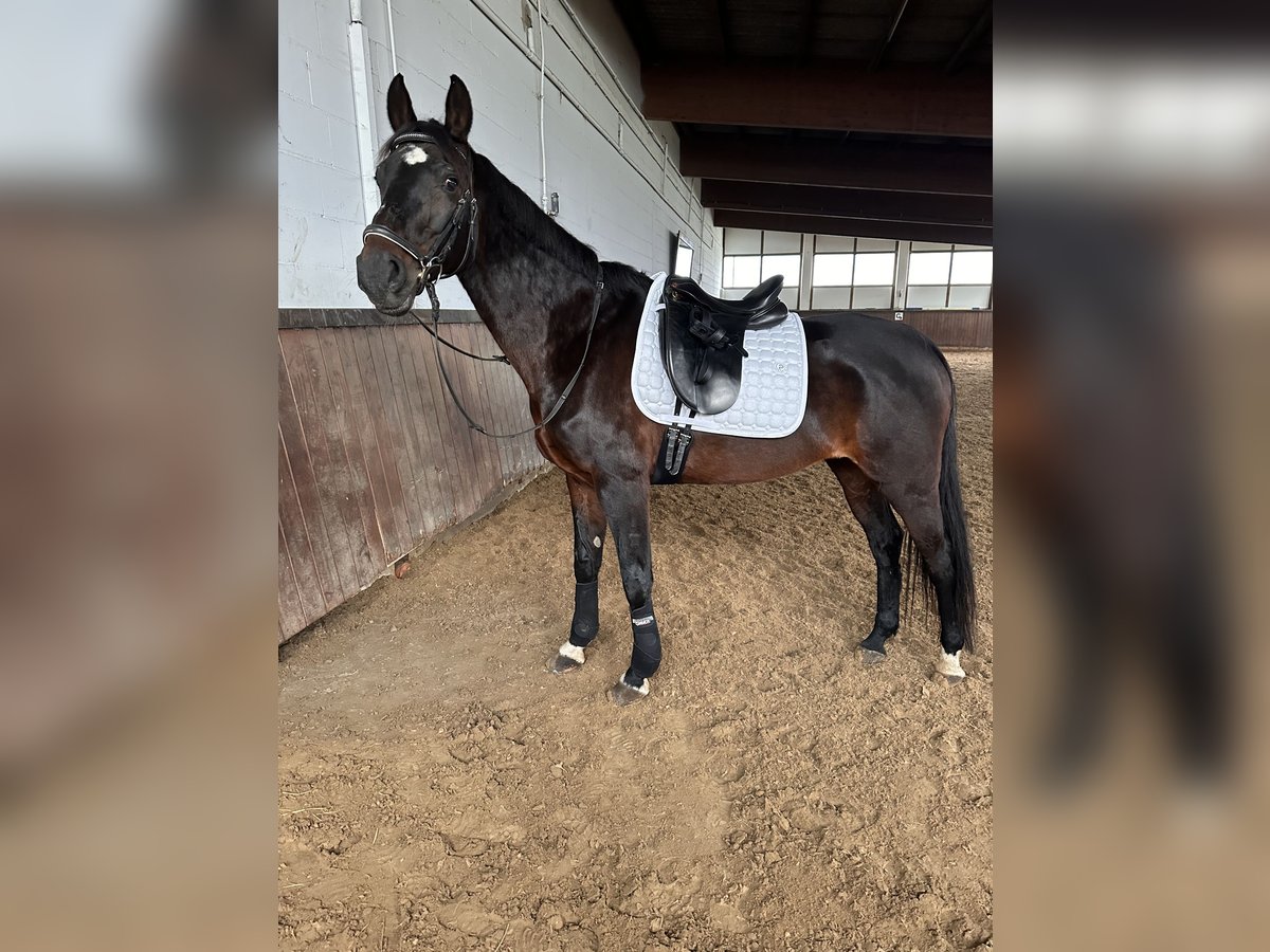 Westphalian Mare 15 years 16,1 hh Brown in Dillenburg