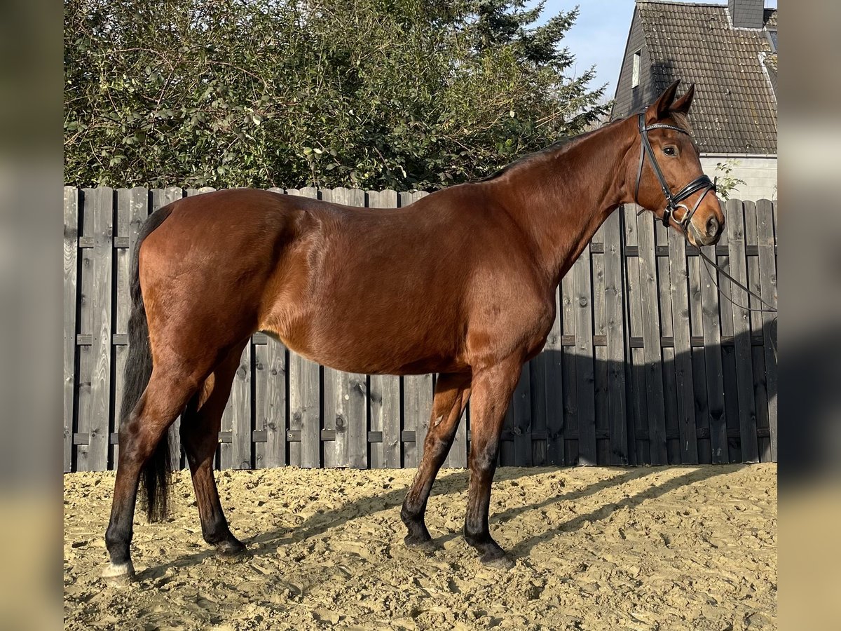 Westphalian Mare 15 years 16,2 hh Brown in Oberhausen