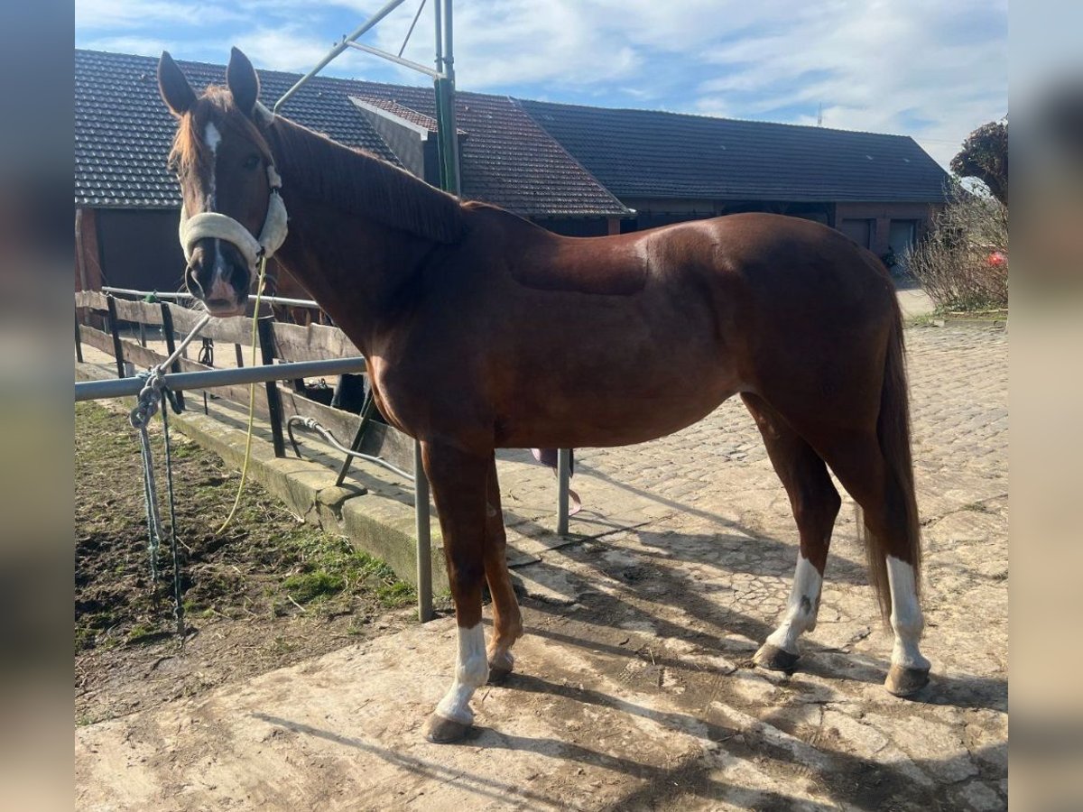 Westphalian Mare 15 years 16,3 hh Chestnut in Wesel