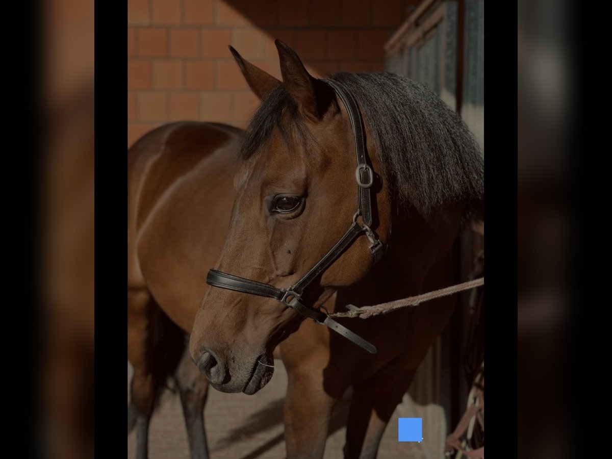 Westphalian Mare 15 years 16 hh Brown in Roßbach