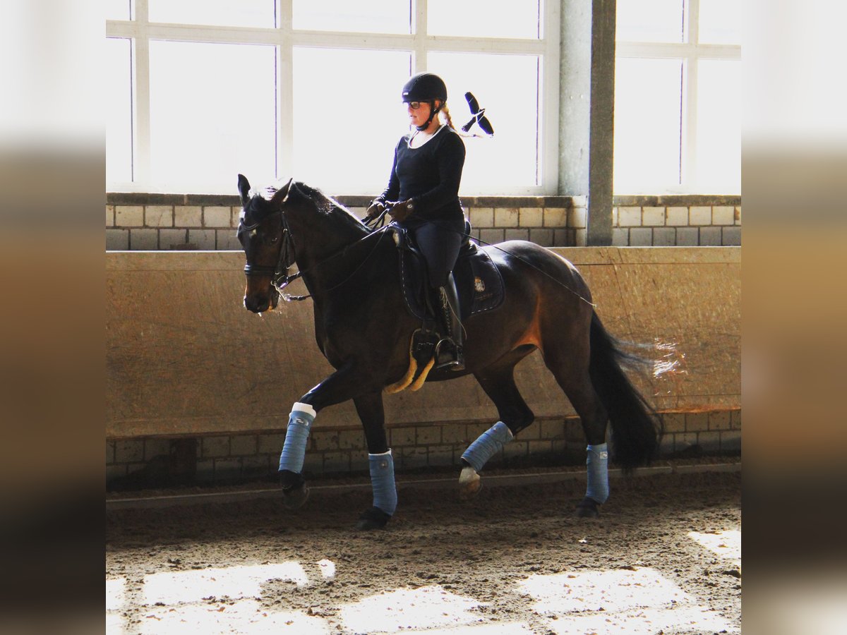 Westphalian Mare 15 years 16 hh Smoky-Black in Baesweiler Westphalian Mare 15 years 16 hh Smoky-Black in Baesweiler