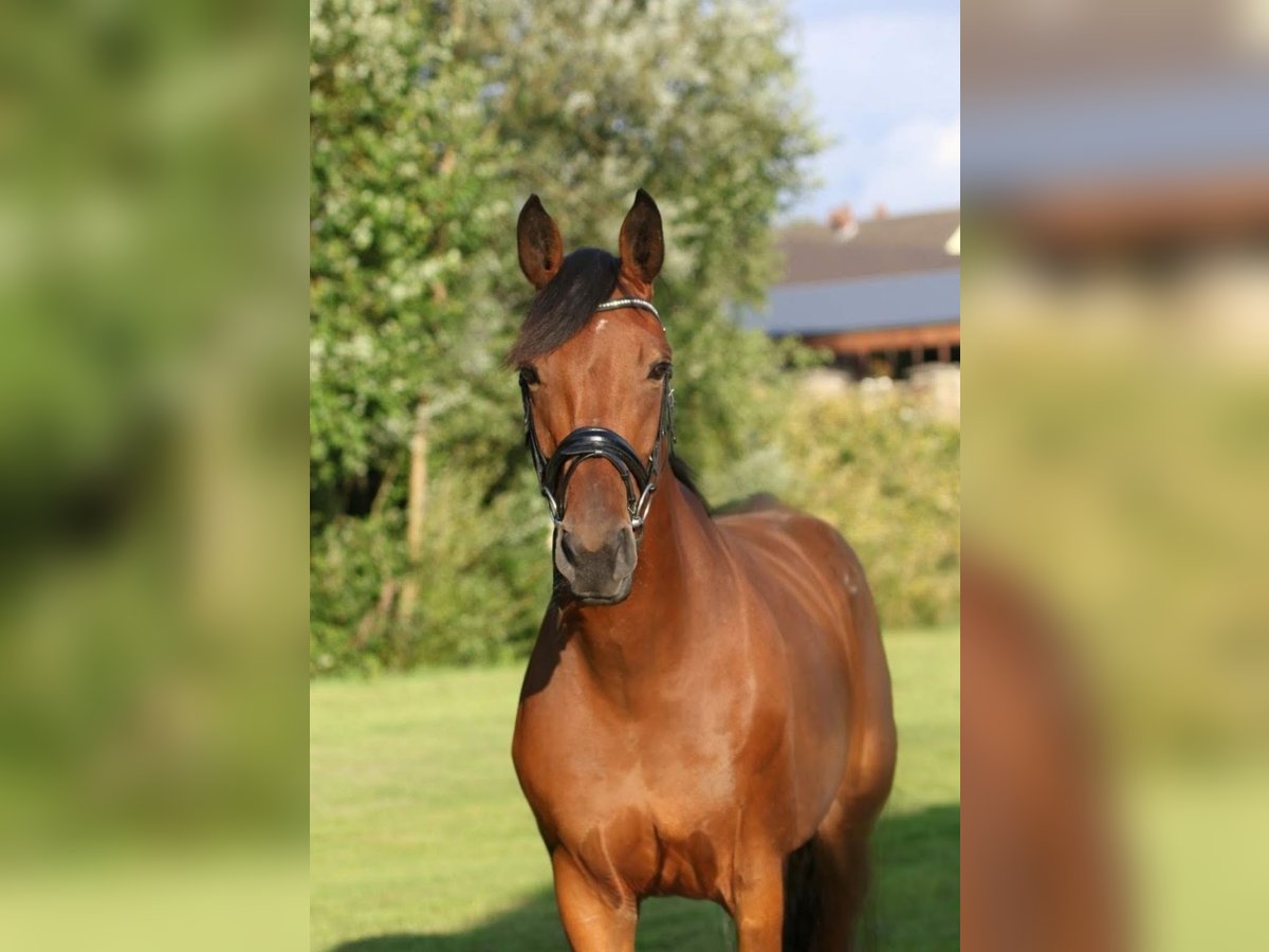 Westphalian Mare 15 years 16,3 hh Brown in M&#xFC;lheim an der Ruhr