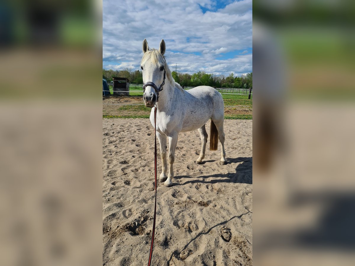 Westphalian Mare 15 years 16,3 hh Gray in Neuburg an der Donau