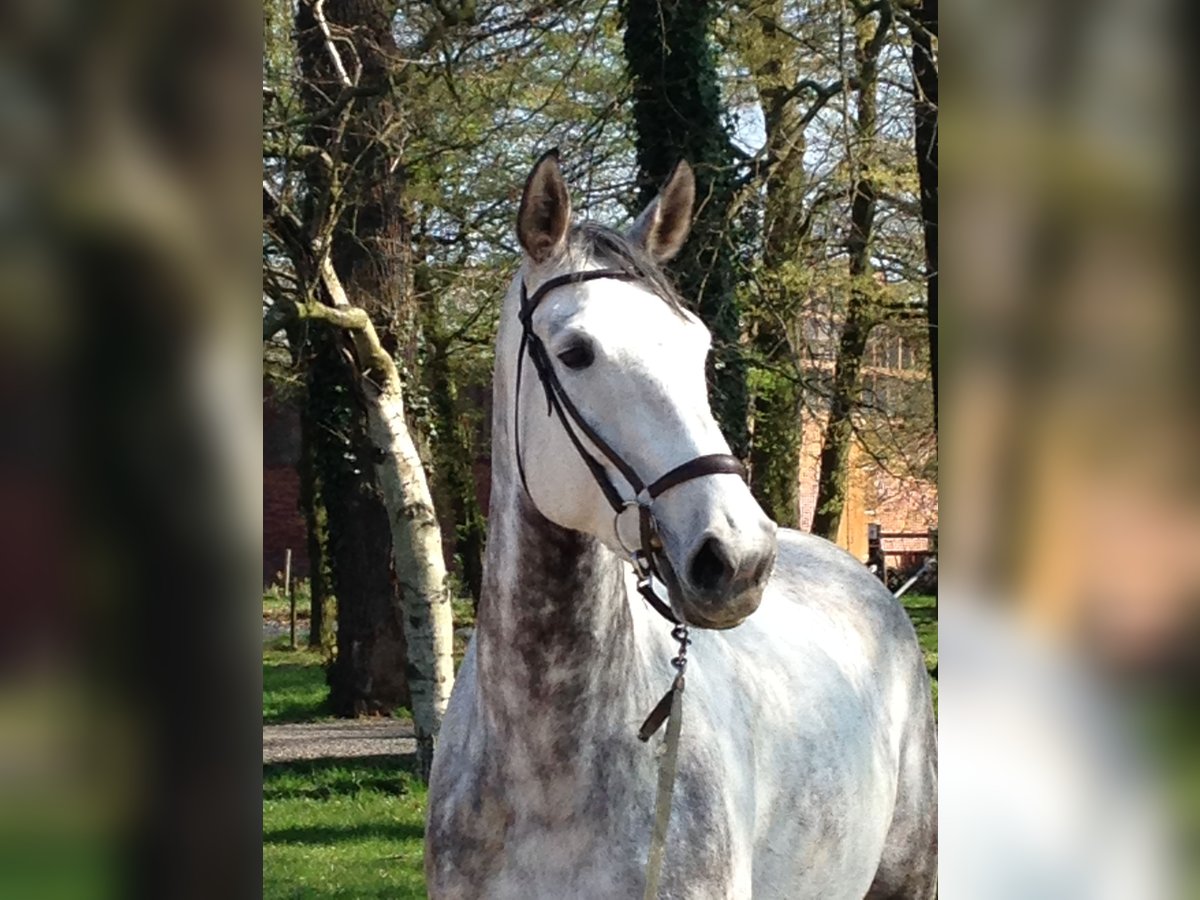 Westphalian Mare 15 years 17 hh Gray-Fleabitten in Münster