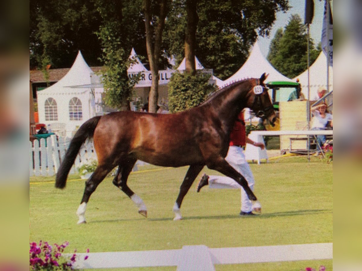 Westphalian Mare 15 years Brown in Cloppenburg