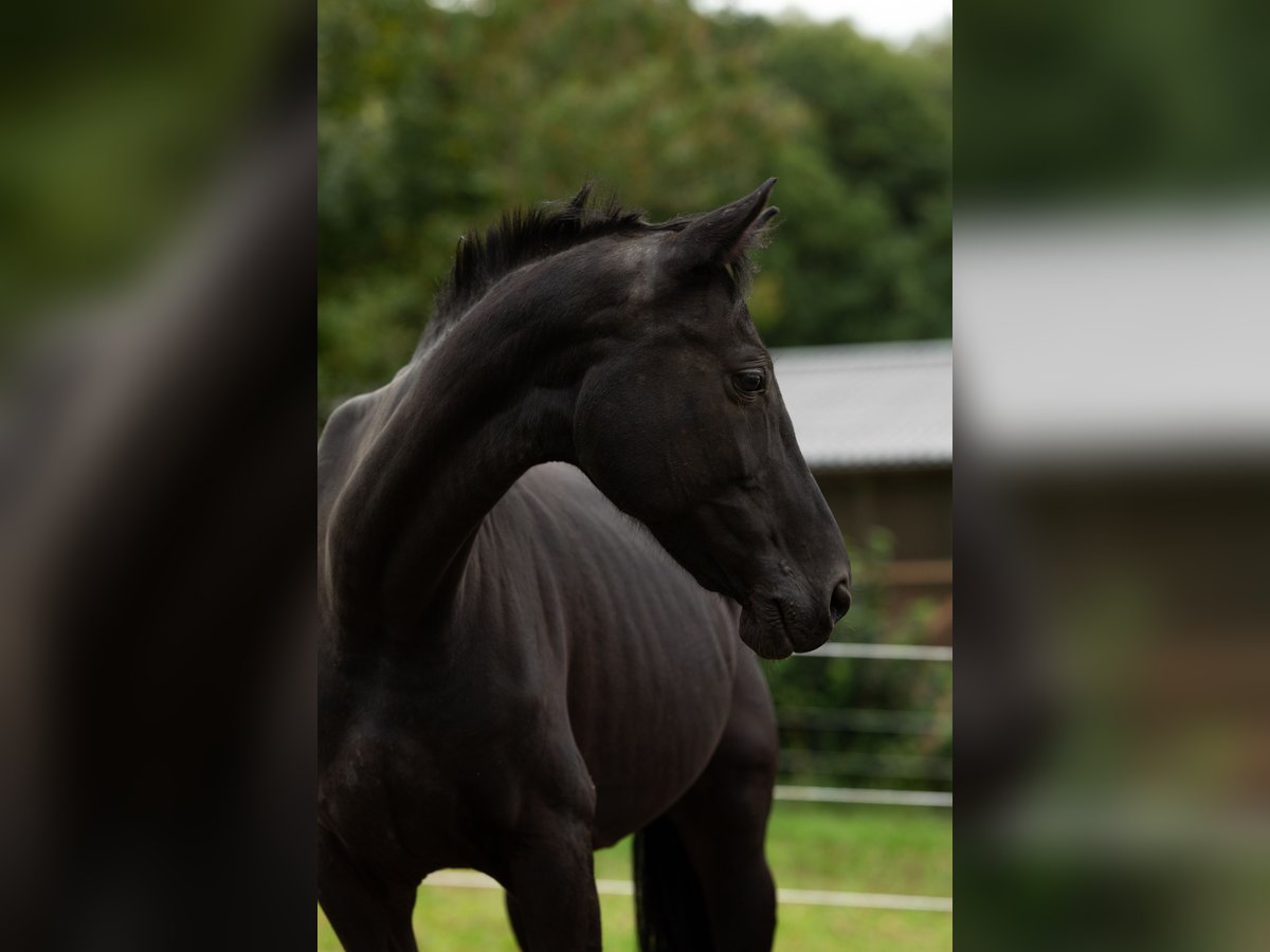 Westphalian Mare 16 years 15,2 hh Black in Siegen
