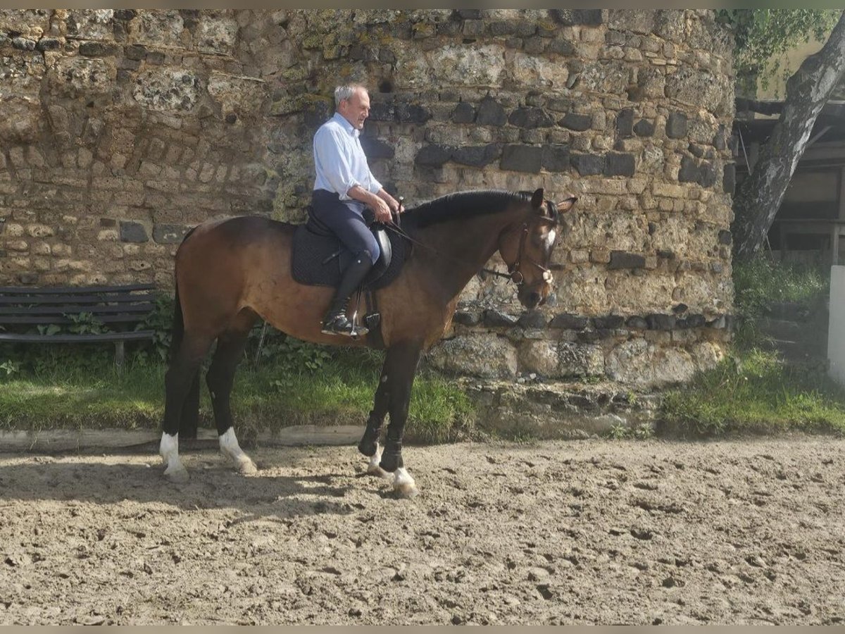 Westphalian Mare 16 years 16,2 hh Brown in Wachtberg