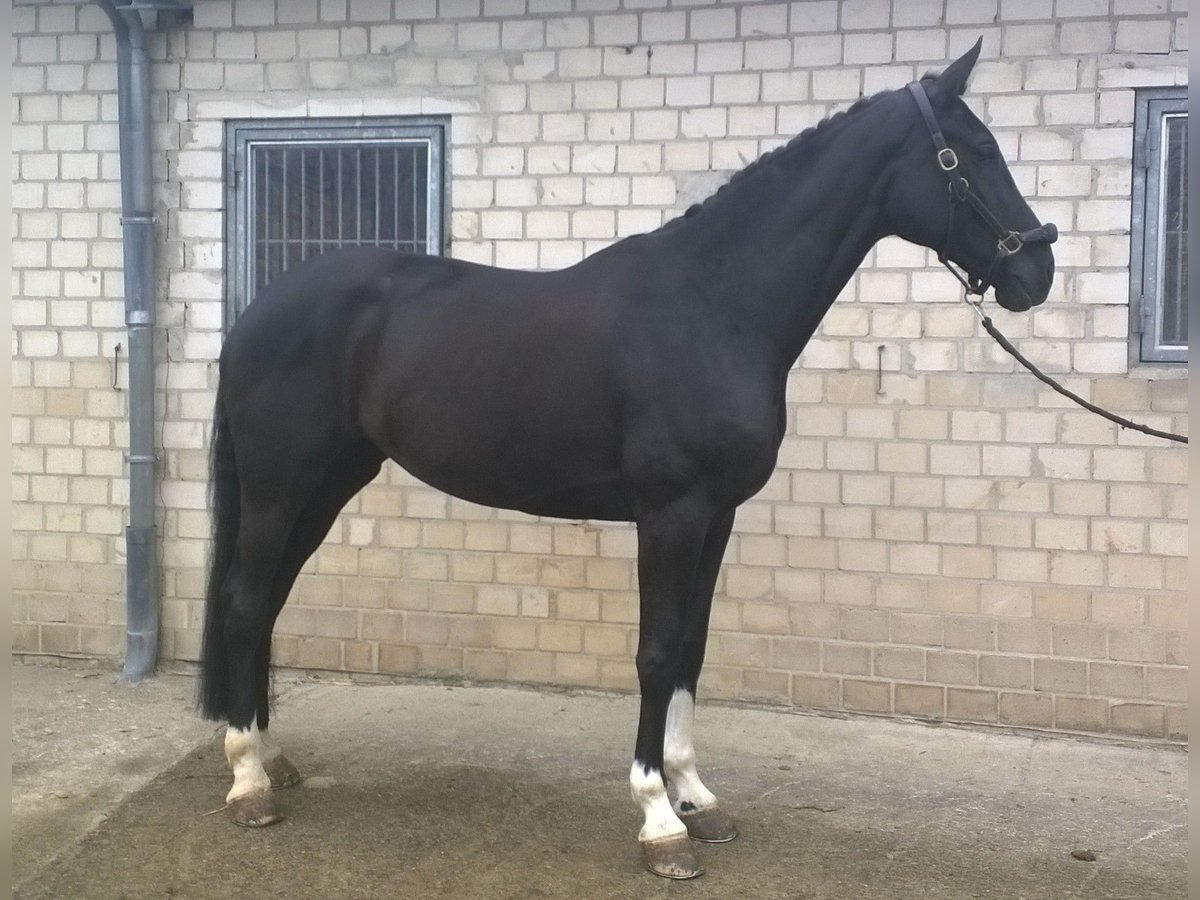 Westphalian Mare 16 years 16,3 hh Black in Ibbenbüren