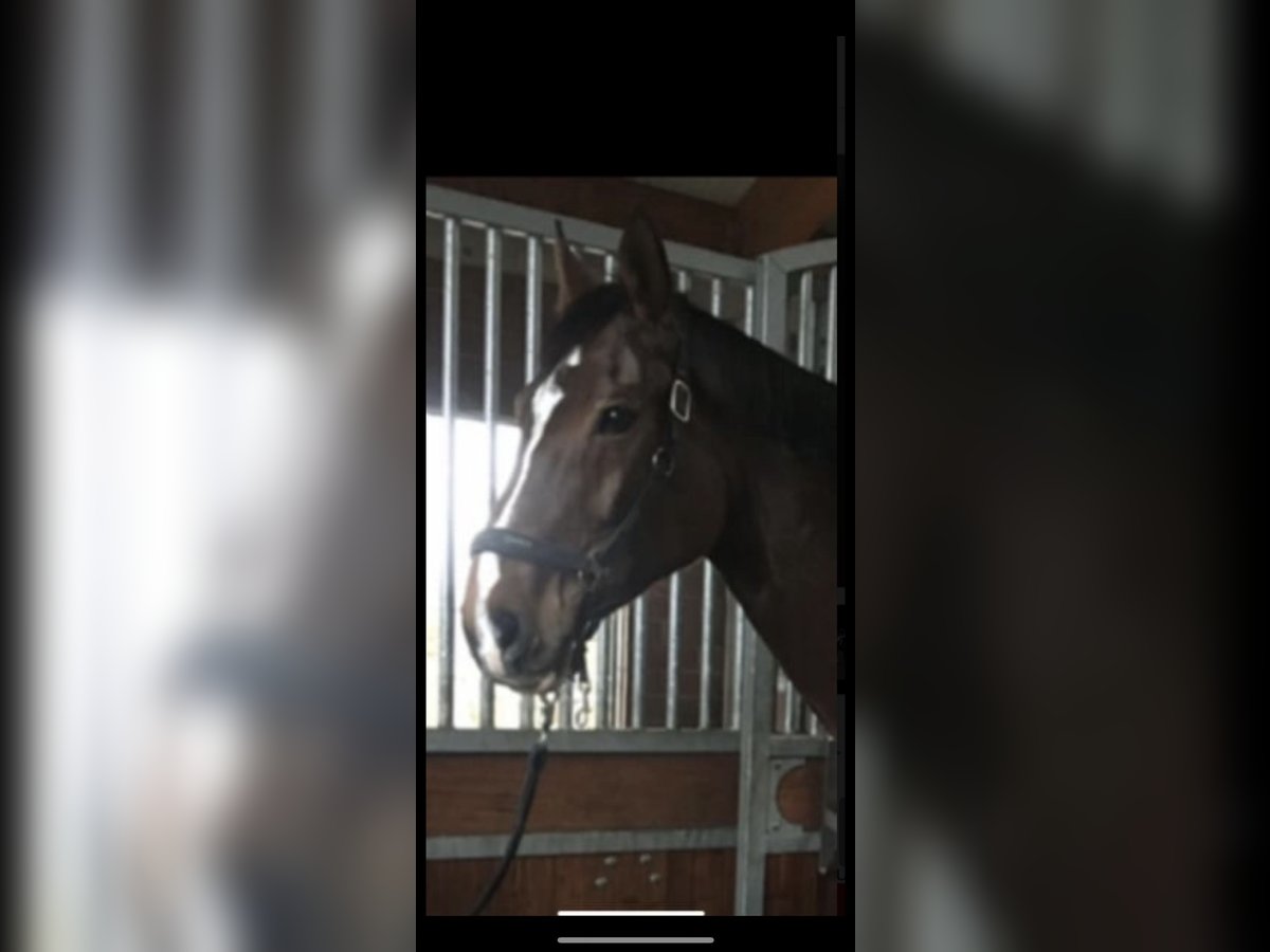 Westphalian Mare 16 years 16,3 hh Brown in Lengerich