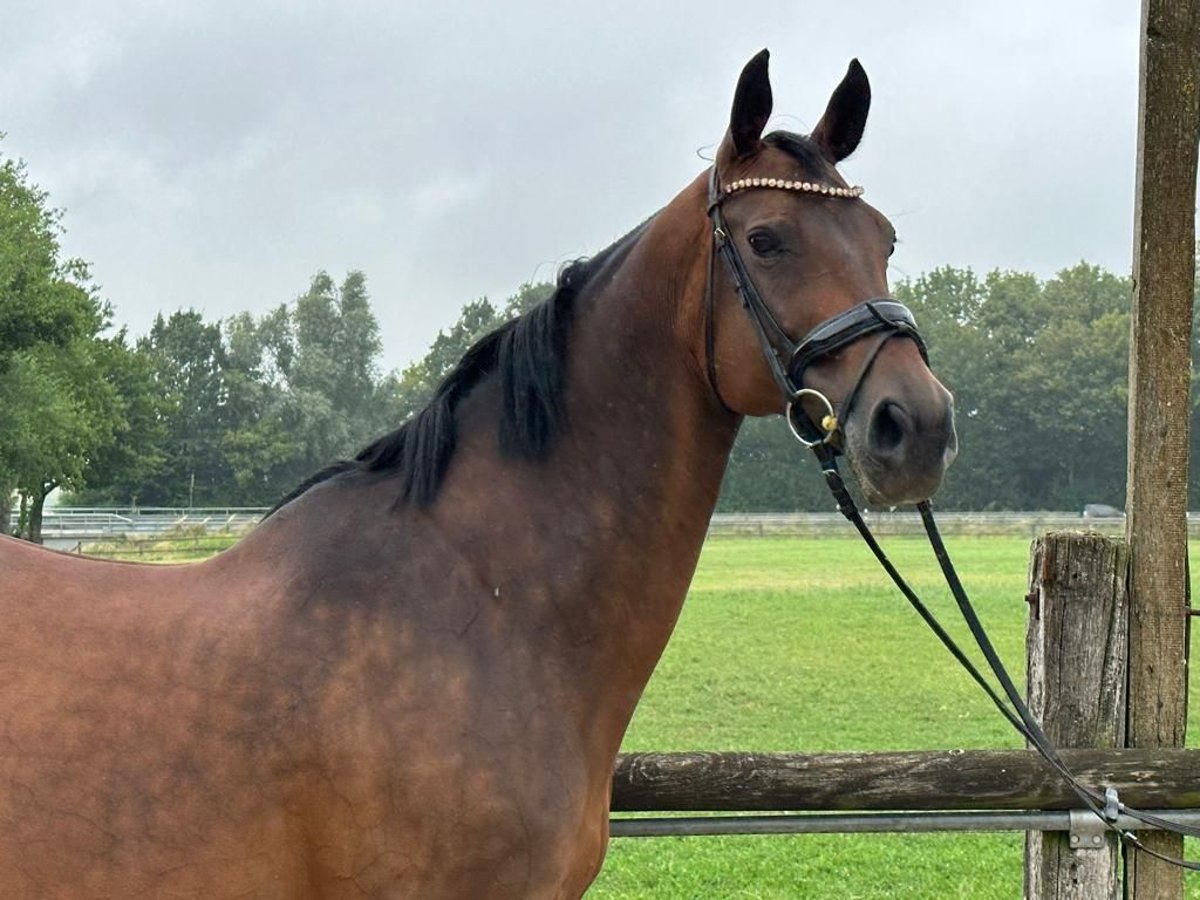 Westphalian Mare 16 years 16 hh Bay-Dark in Rosendahl