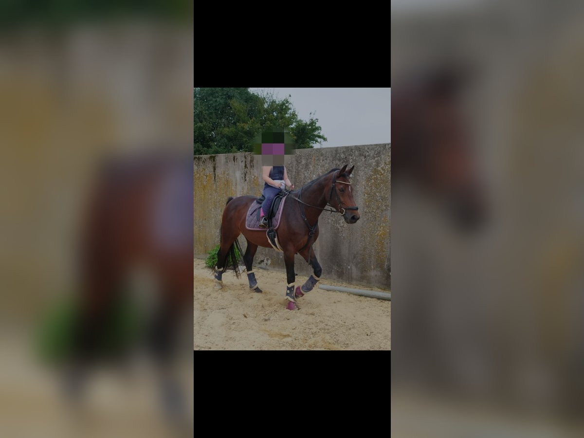 Westphalian Mare 16 years 16 hh Brown in Willebadessen