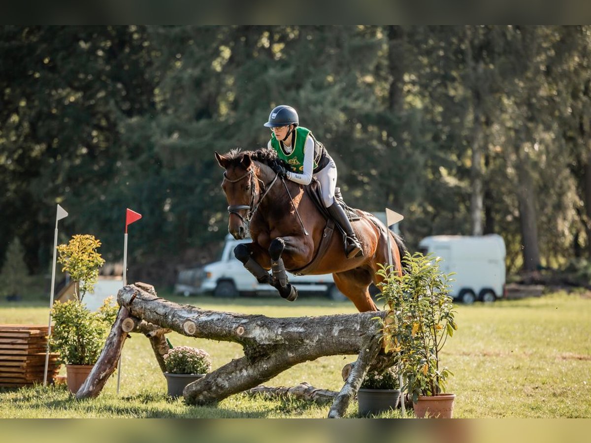 Westphalian Mare 16 years 16 hh Brown in Schloß Holte-Stukenbrock