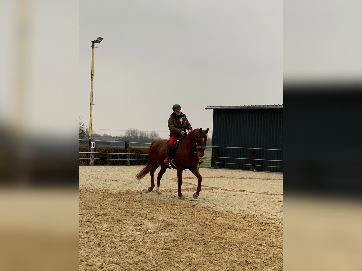 Westphalian Mare 16 years 16 hh Chestnut-Red in Alsdorf