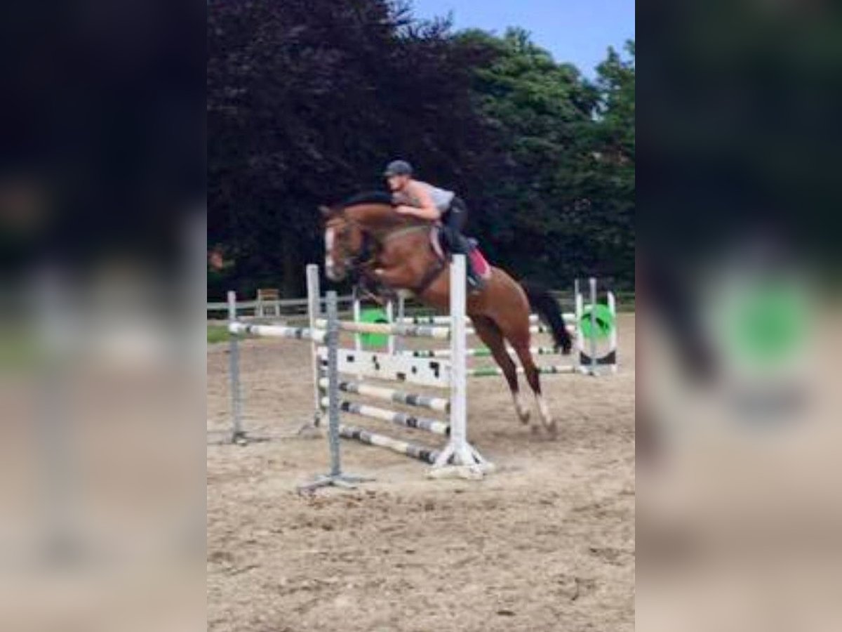 Westphalian Mare 16 years 16,1 hh Brown in Versmold