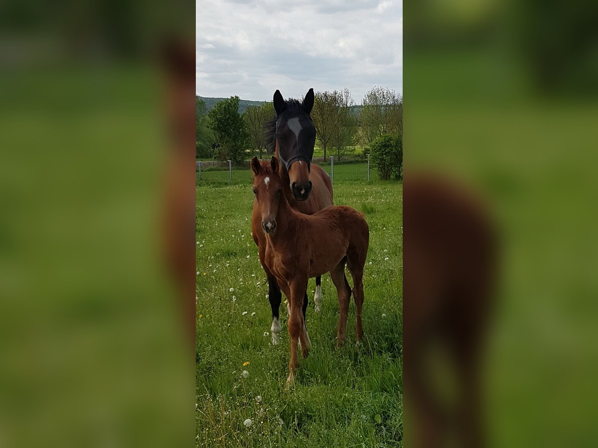 Westphalian Mare 16 years 16,1 hh Brown in Nessetal