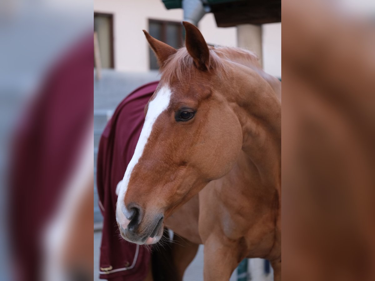 Westphalian Mare 16 years Chestnut-Red in Wien, Donaustadt