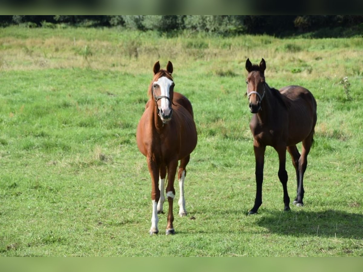 Westphalian Mare 17 years 15,1 hh Chestnut-Red in Sanne