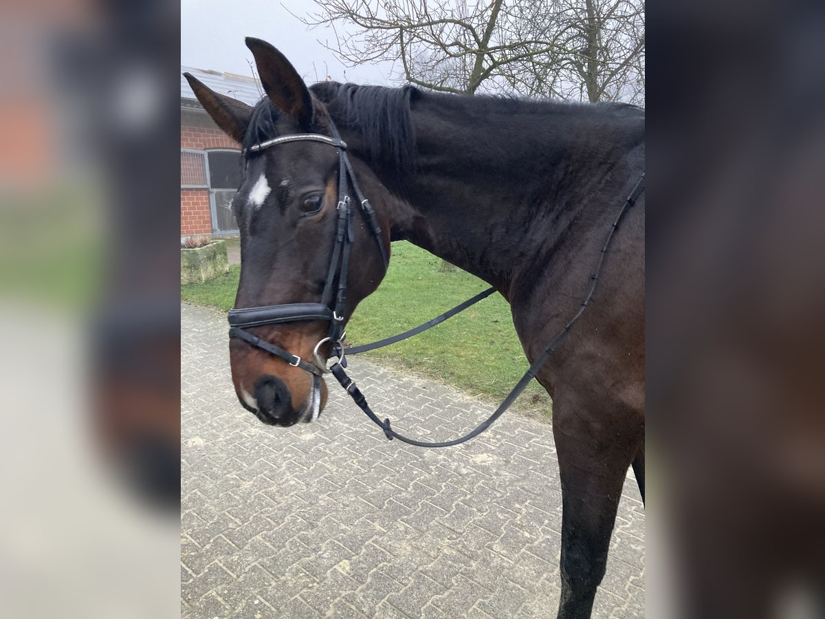 Westphalian Mare 17 years 16,3 hh Smoky-Black in Münster