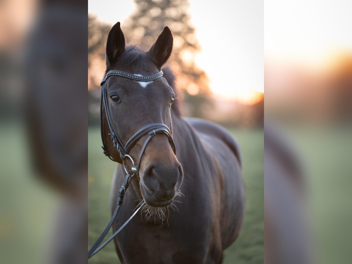 Westphalian Mare 17 years 16 hh Brown in Sendenhorst