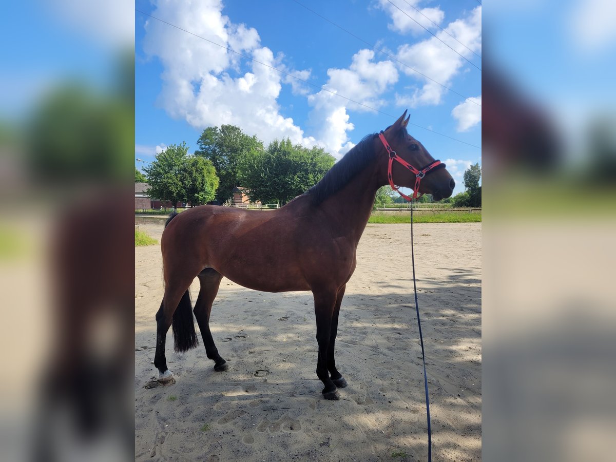 Westphalian Mare 17 years 16 hh Brown in Hünxe