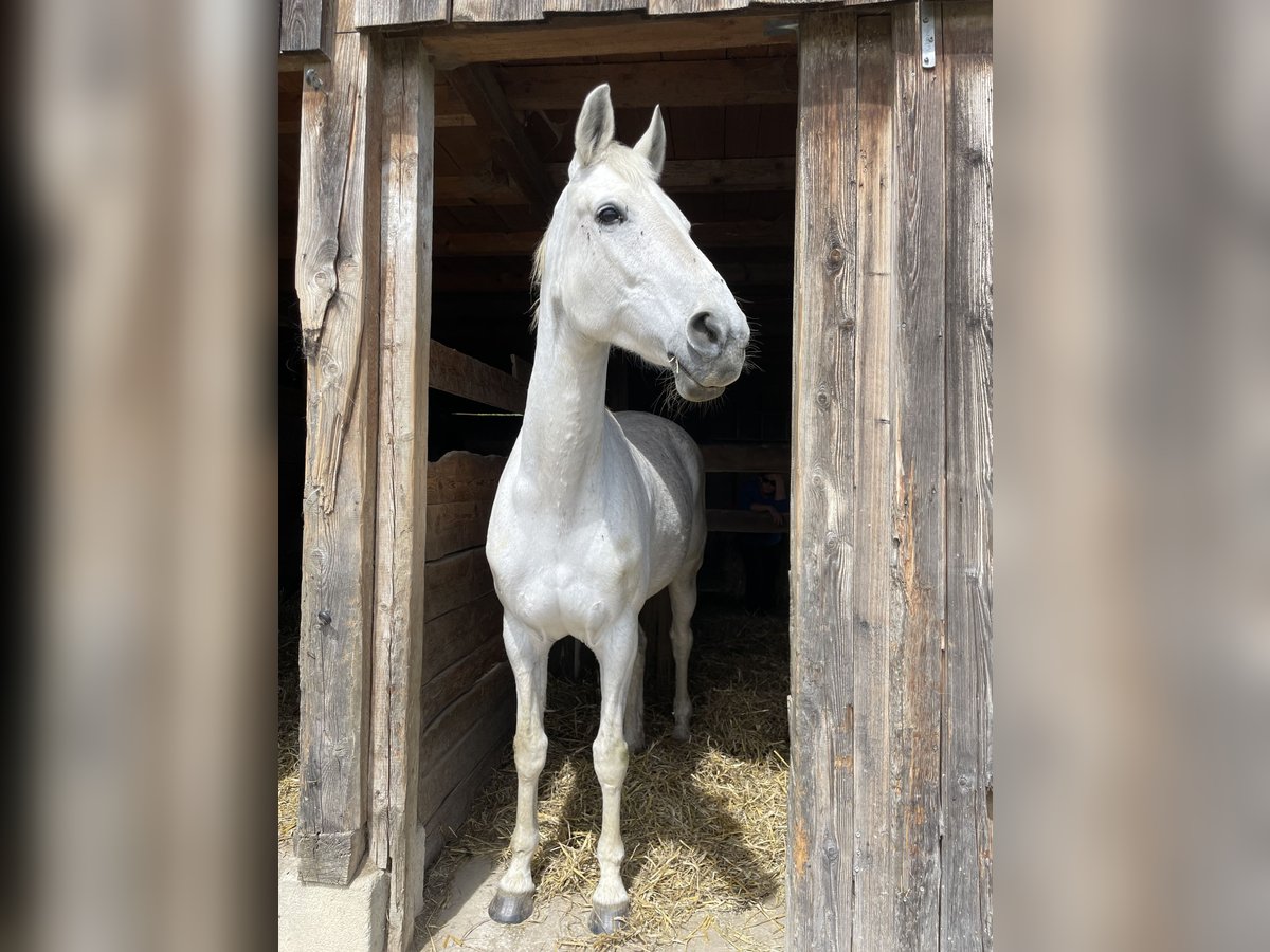 Westphalian Mare 17 years 16 hh Grey in Kirchdorf
