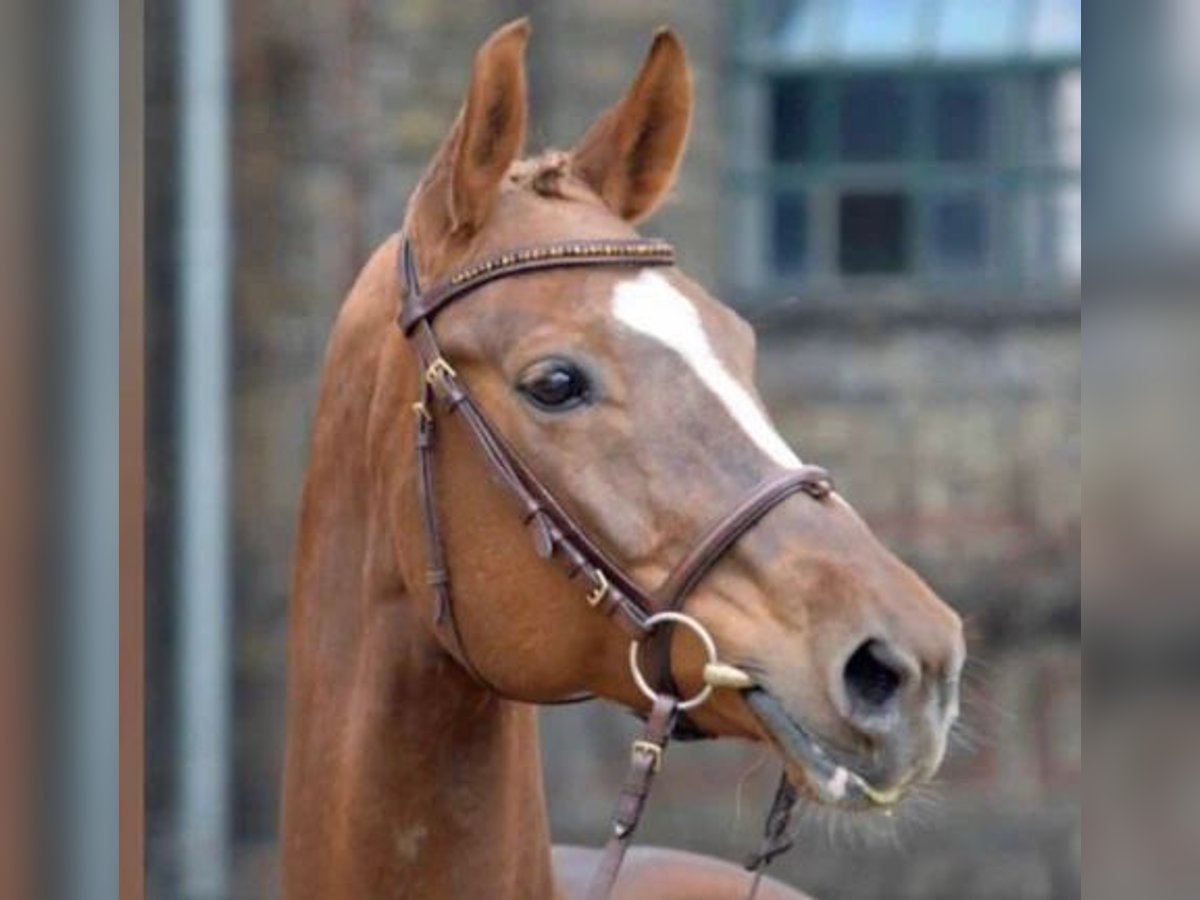 Westphalian Mare 17 years 16,1 hh Chestnut-Red in Westerstede