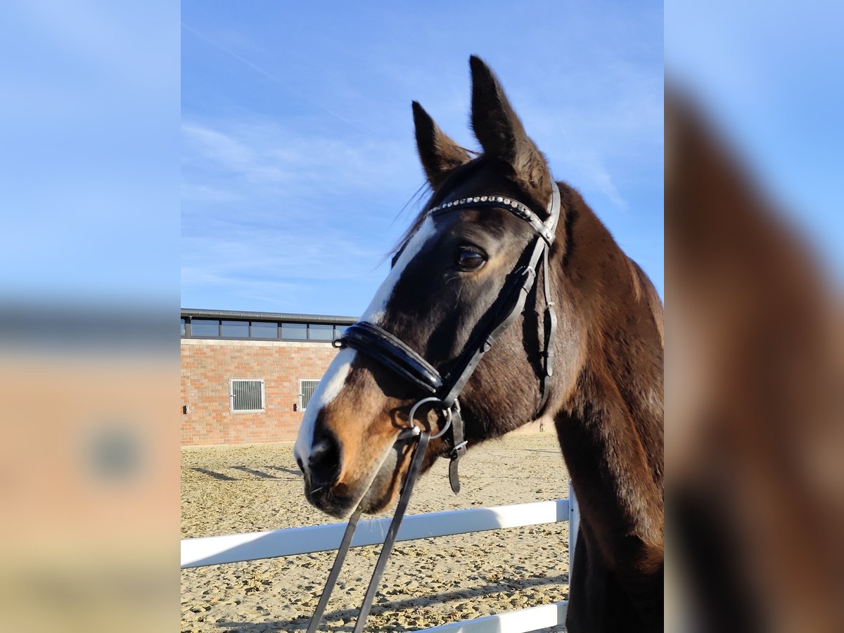 Westphalian Mare 17 years 17 hh Bay-Dark in Bad Laer