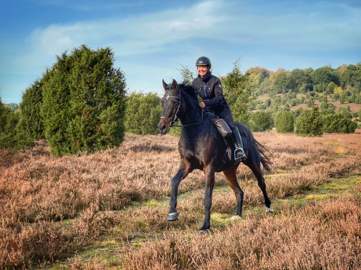 Westphalian Mare 17 years 17 hh Bay-Dark in Köln