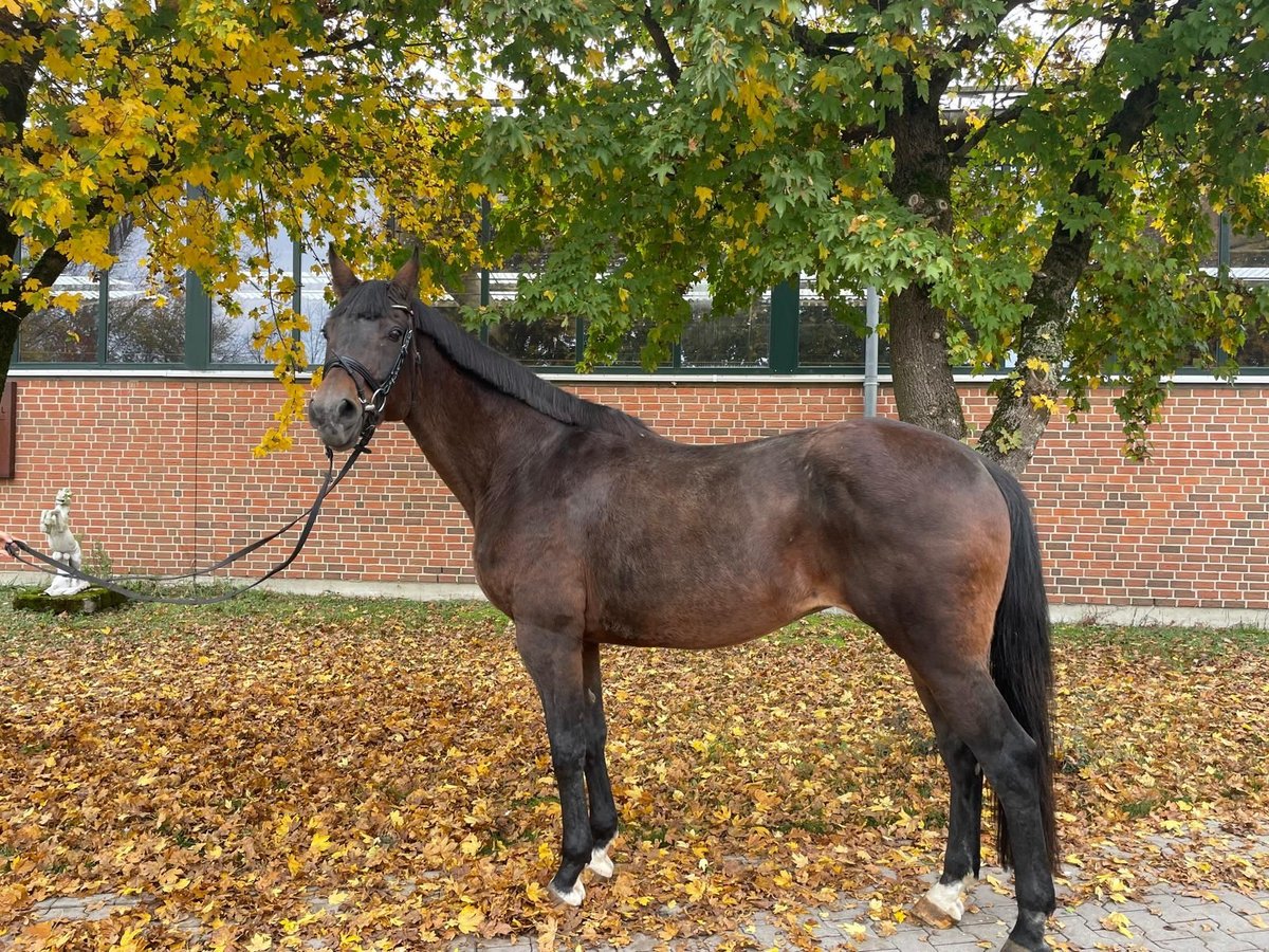 Westphalian Mare 18 years 16,1 hh Brown in Altenberge