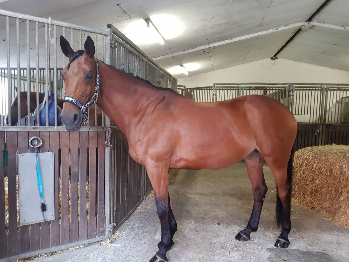 Westphalian Mare 18 years 16,1 hh Brown in Dortmund