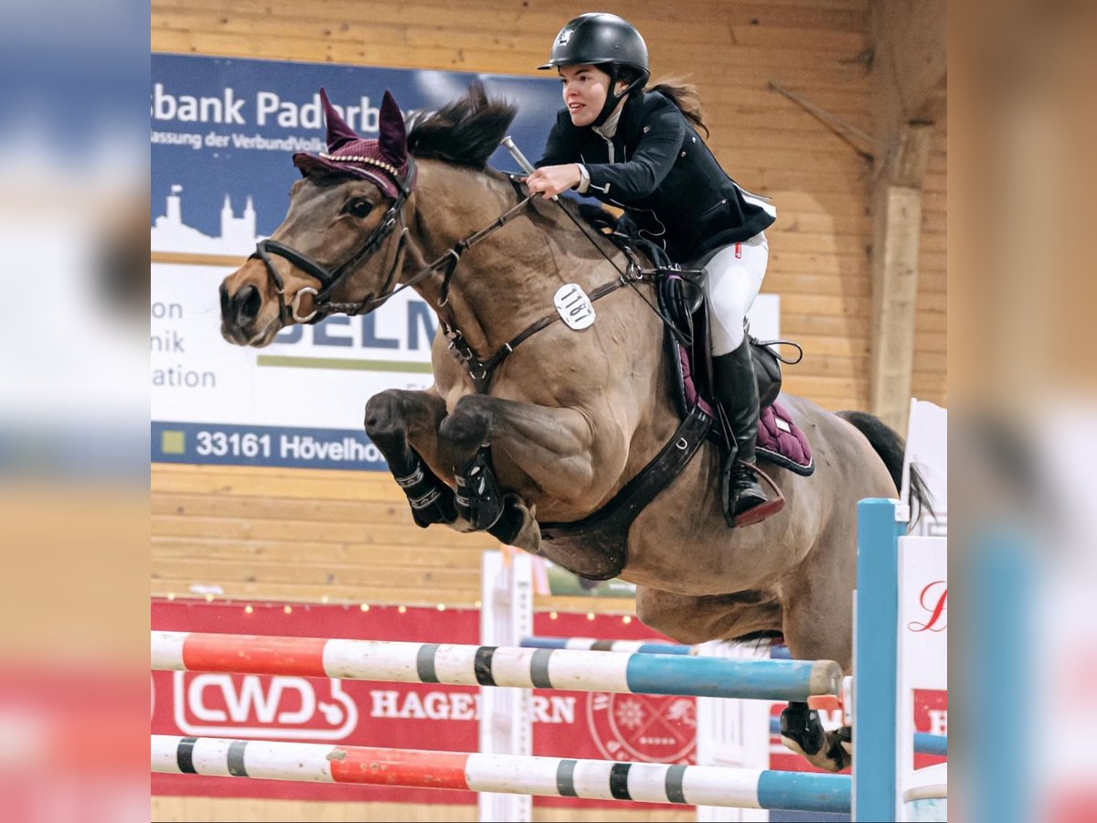 Westphalian Mare 18 years 16 hh in B&#xFC;nde