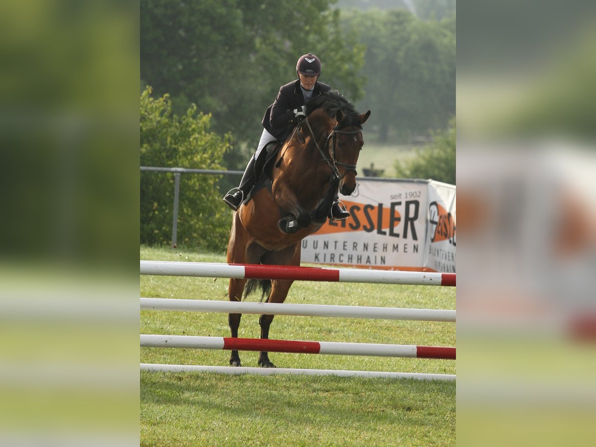 Westphalian Mare 18 years 16 hh Brown in Frankenberg