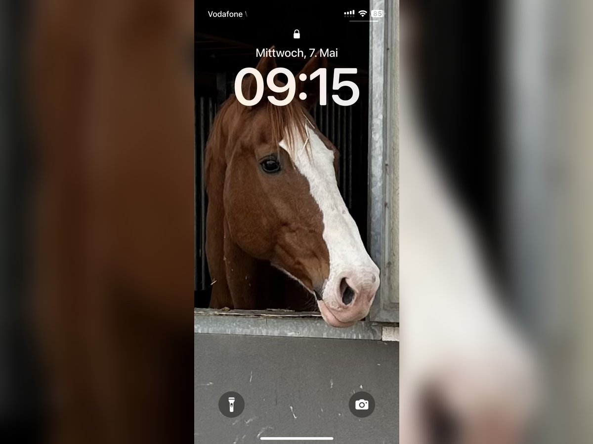 Westphalian Mare 18 years 16,2 hh Chestnut-Red in Ehrenkirchen