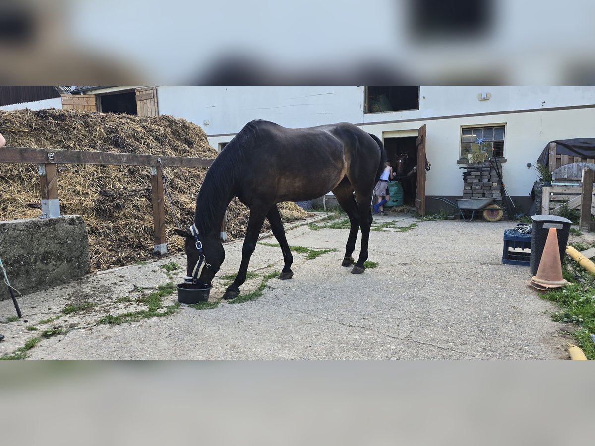 Westphalian Mare 19 years 15,1 hh Bay-Dark in Hagen