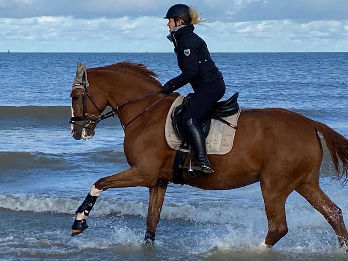 Westphalian Mare 19 years 16 hh Chestnut-Red in Köln