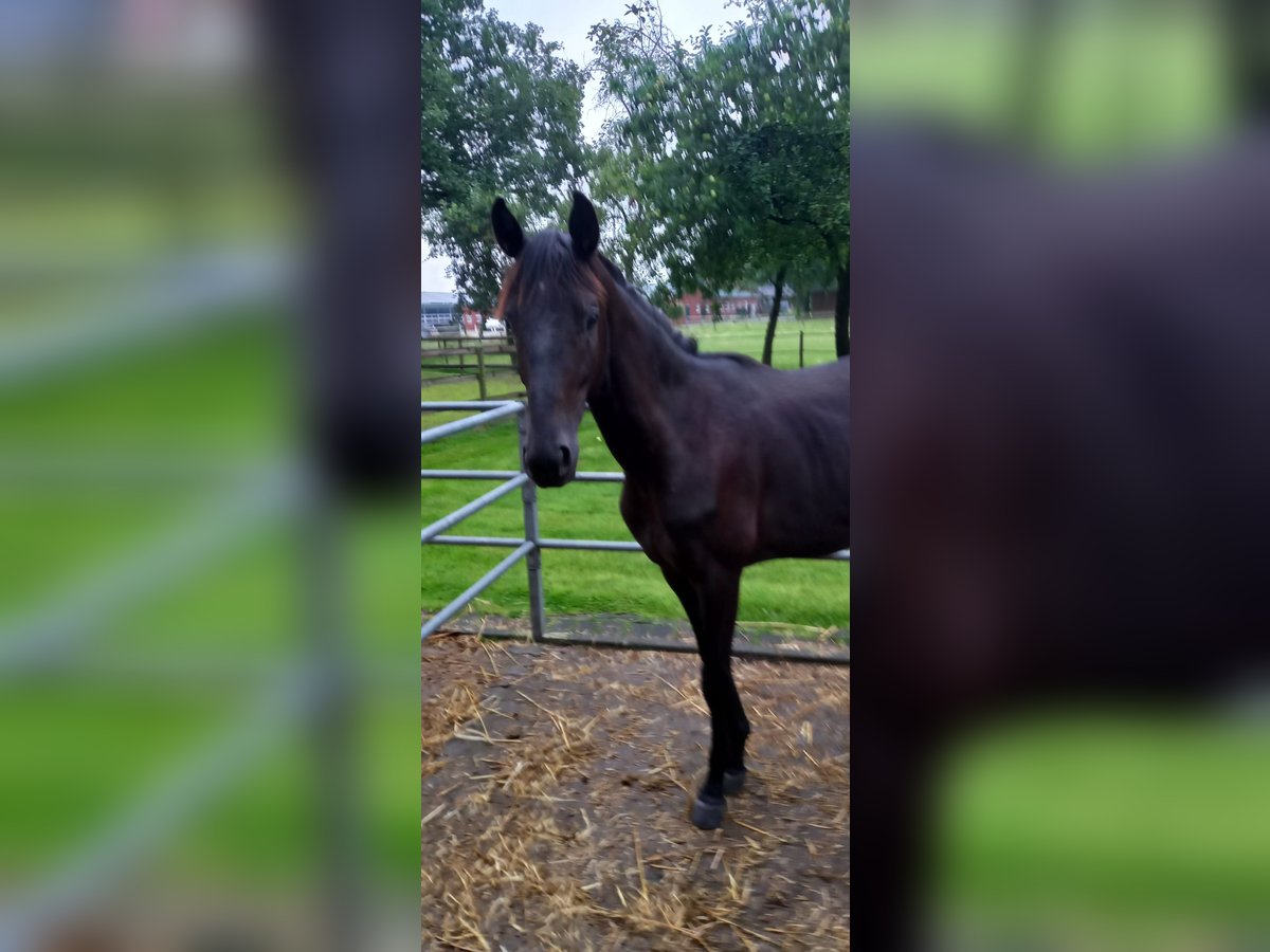 Westphalian Mare 1 year 15,3 hh Black in Vreden