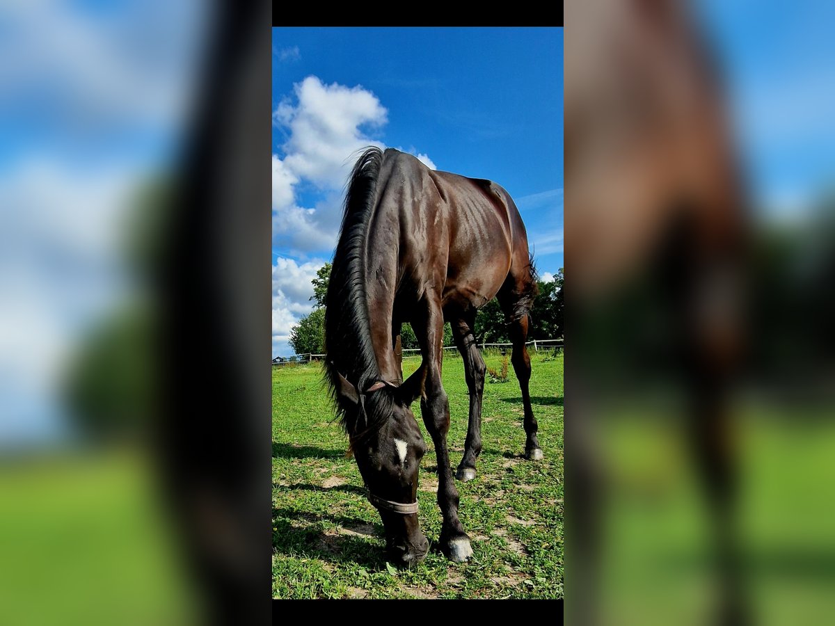 Westphalian Mare 1 year 15,2 hh Bay-Dark in Hoya Westphalian Mare 1 year 15,2 hh Bay-Dark in Hoya