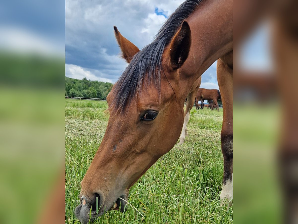 Westphalian Mare 1 year 16,2 hh Brown in Köthen