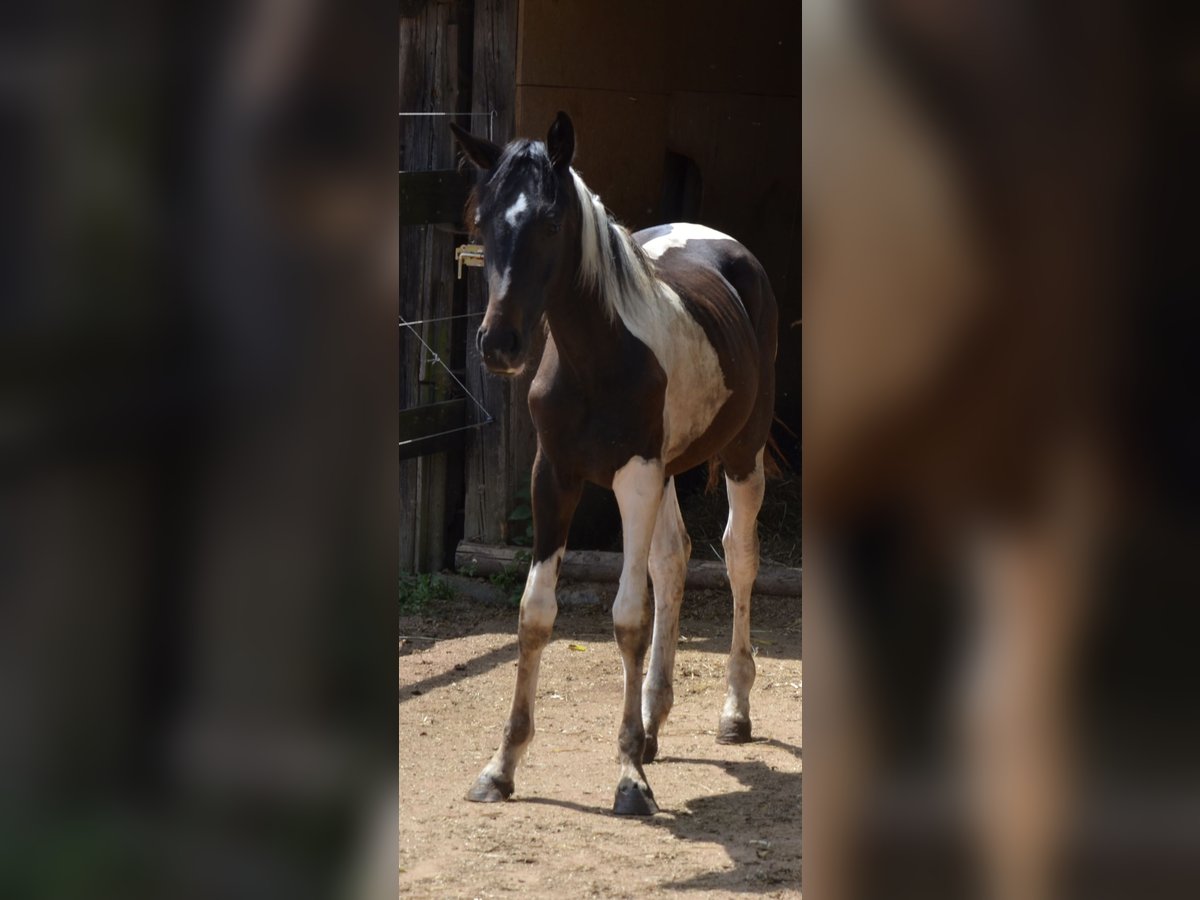 Westphalian Mare 1 year 16,3 hh Pinto in Prague