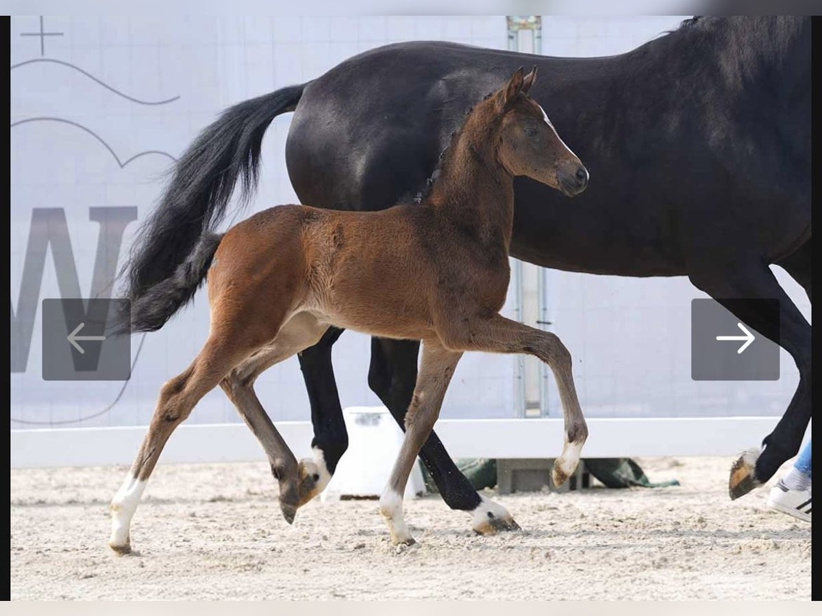 Westphalian Mare 1 year Bay-Dark in Soest